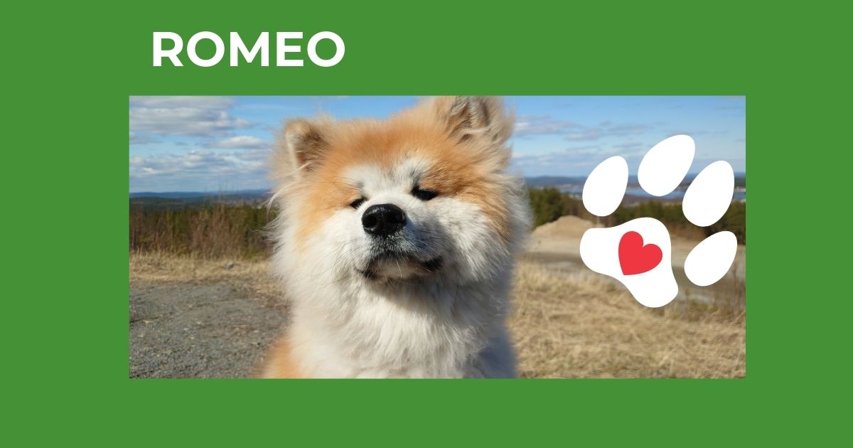 Vinnare av fototävlingen-Hundliv 2025