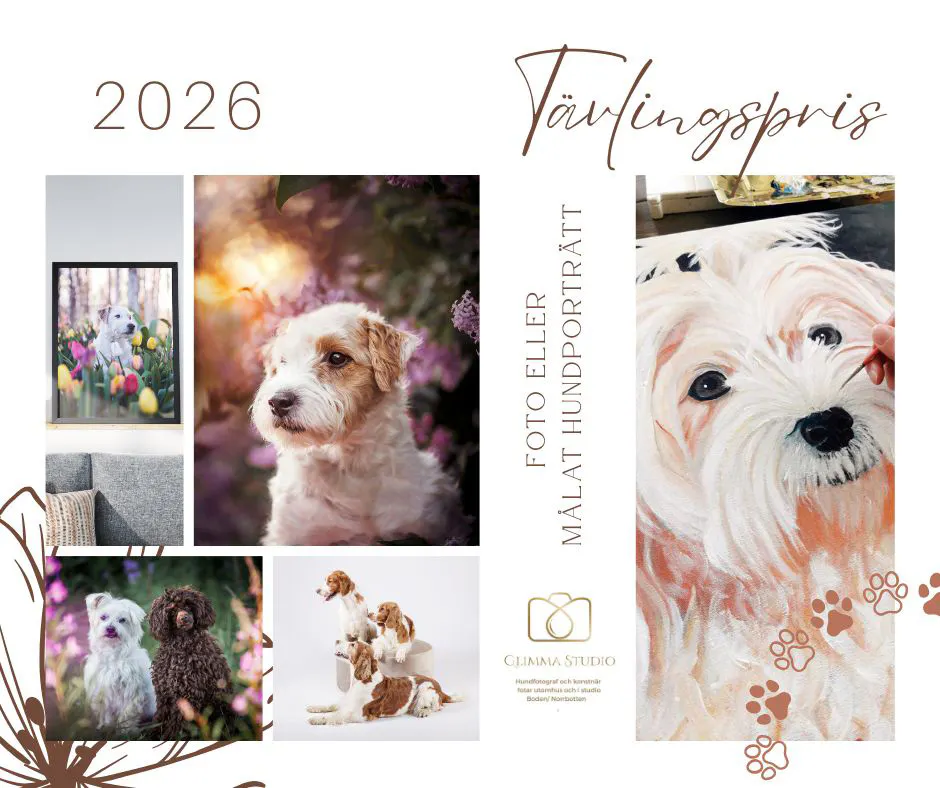 Fototävling HUNDLIV 2026 - TÄVLA & VINN!