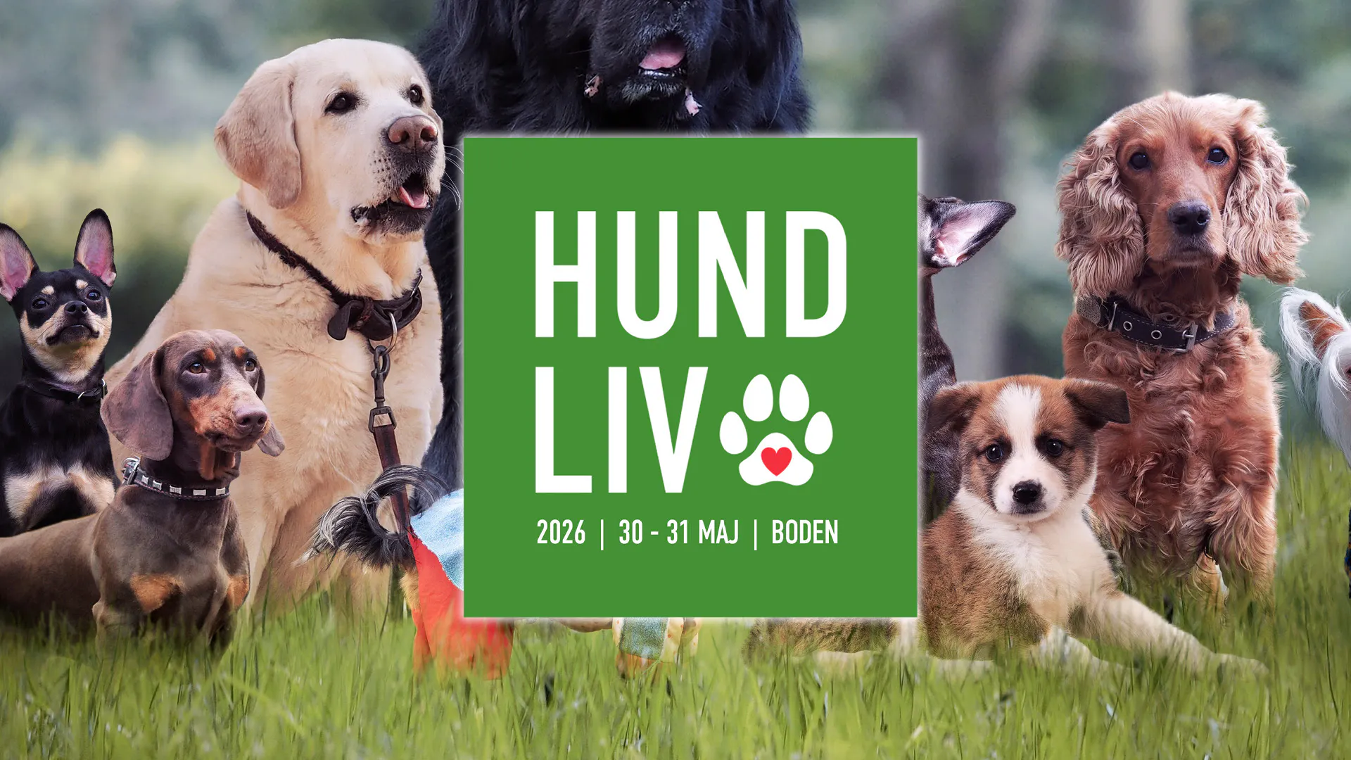 HUNDLIV - ett hundevenemang 30 - 31 maj på Björknäsvallen i Boden